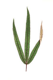 Vintage Nature Graphics, Benjamin Fawcett: Terminalia elegans (Deutschland, Europa)