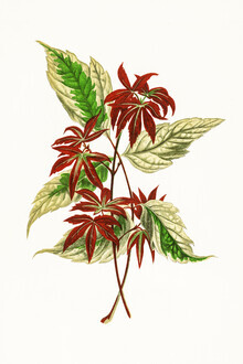 Vintage Nature Graphics, Benjamin Fawcett: Variegated Box Elder Acer Negundo Variegata (Deutschland, Europa)