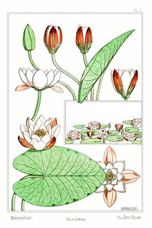 Vintage Nature Graphics, Maurice Pillard Verneuil: Seerosen (Deutschland, Europa)