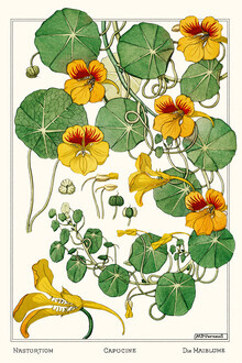 Vintage Nature Graphics, Maurice Pillard Verneuil: Capucine (Frankreich, Europa)