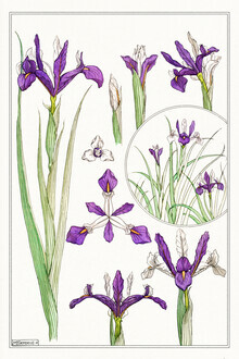 Vintage Nature Graphics, Maurice Pillard Verneuil: Ancolie (Akelei) (Frankreich, Europa)