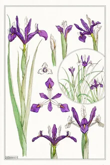 Wandbild von Vintage Nature Graphics: Akelei in sanften Farben, botanisches Motiv