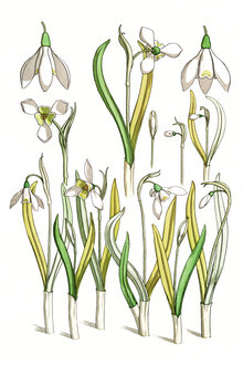Vintage Nature Graphics, Maurice Pillard Verneuil: Schneeglöckchen (Frankreich, Europa)
