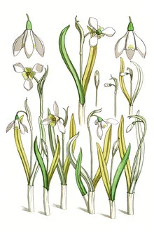 Wandbild von Vintage Nature Graphics: zarte Schneeglöckchen in sanften Farben