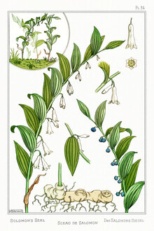 Vintage Nature Graphics, Maurice Pillard Verneuil: Sceau de Salomon (Salomossiegel) (Frankreich, Europa)
