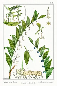Wall art by Vintage Nature Graphics: Solomon's seal with soft colors and botanical motifs