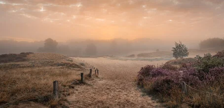 Mist envelops the heath, soft colors and calm mood in the morning light.