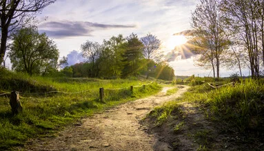 Forest path surrounded by trees radiates calm and relaxation.