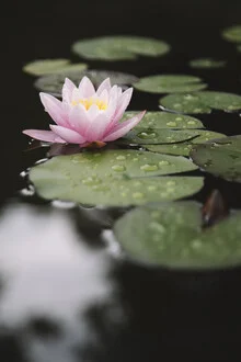 Photo art by Nadja Jacke: blooming water lily in a tranquil pond