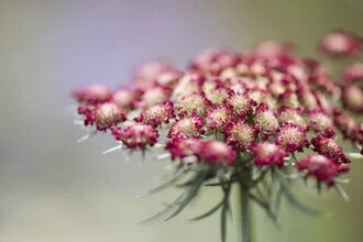 Photo art by Nadja Jacke: wild carrot in soft colors against a blurred background