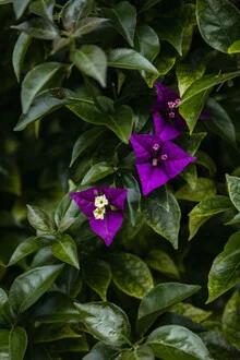 Photo art by Nadja Jacke: Bougainvillea flower in gentle hues.