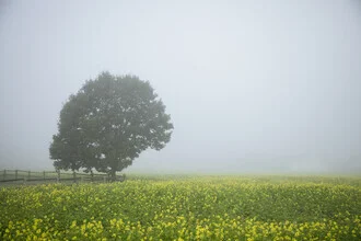 A tranquil mustard field with a tree in the fog, soft colors and a calm mood