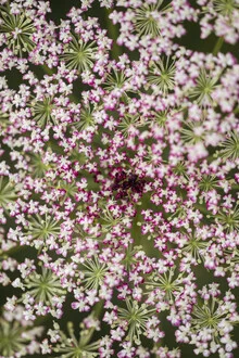 Photo art by Nadja Jacke: close-up of a blooming wild carrot