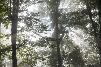 Forest landscape shrouded in mist with soft sunlight filtering through trees