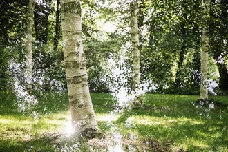 Photo art by Nadja Jacke: double exposure of birch trees in summer light