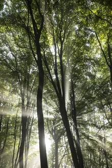 Forest photo with sunlight streaming through the fog