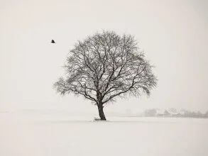 Fotokunst von Lena Weisbek: verschneiter Baum an einem ruhigen Wintertag