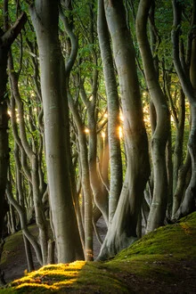 Photo art by Martin Wasilewski: soft light beams in a coastal forest on Rügen