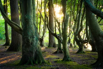 Fairytale forest on Rügen: dreamy trees in soft colors