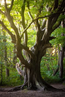 Photo art of an old tree on Rügen, surrounded by lush woodland in summer.
