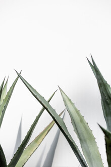 Mareike Böhmer, Cactus 7