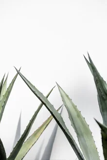 Cactus 7 - Fineart photography by Mareike Böhmer