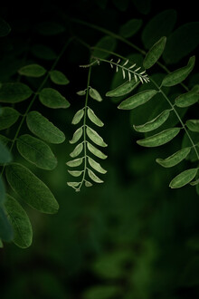 Mareike Böhmer, Dark Leaves 17