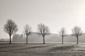 Photo art by Lena Weisbek: Trees in a winter atmosphere, soft colors and calm mood.