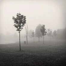 Wall art: mystical landscape with trees in fog