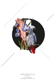 Illustration by Froilein Juno: botanical alphabet featuring plants and birds.
