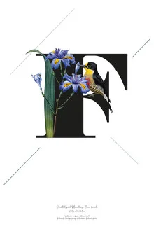 Illustration by Froilein Juno: botanical letter F with flowers and a bird