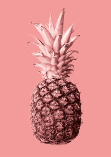 Froilein  Juno, Pineapple no.4 (Germany, Europe)