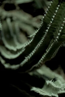 Photo by Froilein Juno: close-up of a cactus showcasing light and shadow play.