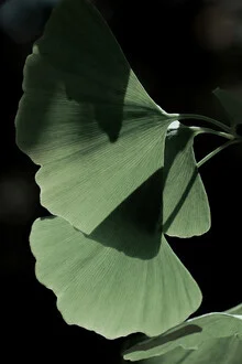 Photo art by Froilein Juno: Ginkgo leaves play with light and shadow.