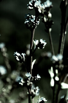 Froilein  Juno, Wild flower no.1 (Germany, Europe)