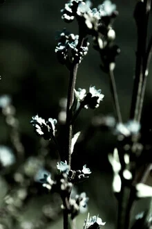 Fotografie einer Wildblume mit sanften Lichtspielen und Schatten auf den Blättern.