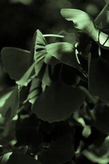 Fotokunst von Froilein Juno: Ginkgo-Blätter im sanften Lichtspiel
