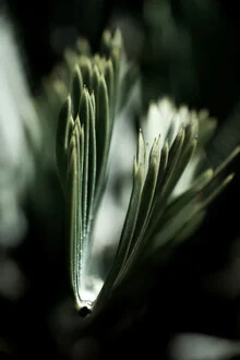 Photo art: Close-up of a palm leaf with gentle light reflections and shadows.