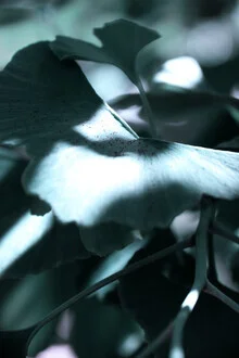 Photo art by Froilein Juno: Ginkgo leaves play of light and shadow