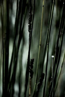 Fotokunst von Froilein Juno: sanfte Darstellung einer Wildblume in natürlichem Licht