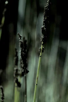 Fotografie von Froilein Juno: Nahaufnahme einer Wildblume mit sanften Lichtreflexen