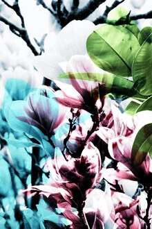 Illustration von Froilein Juno: sanfte Magnolienblüten in zarten Farben