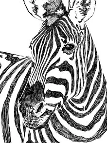 Wall art featuring a zebra in a minimalist pencil sketch