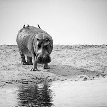 Fotokunst von Dennis Wehrmann: Nilpferd im Wasser, entspannte Atmosphäre