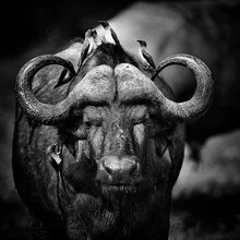 Buffalo portrait in Lower Zambezi, gentle colors and calm mood