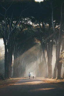 Forest scene in Pisa with sunlight, dog, and calm morning atmosphere