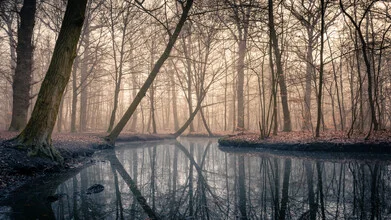 Photo by Nils Steiner: calm forest in fog during autumn
