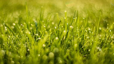 Photo art by Nils Steiner: Morning dew on fresh grass in a summer morning.