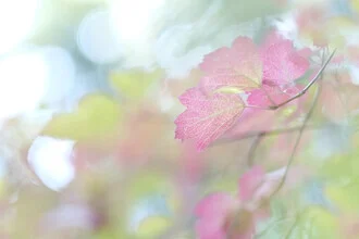 Photo art by Torsten Kupke: pink autumn leaf against a soft background
