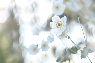 Photo art by Torsten Kupke: gentle autumn landscape with floral elements